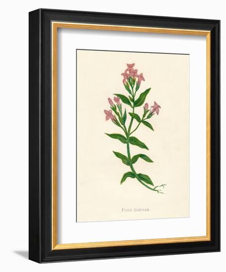 'Field Gentian', c1891, (1891)-Anne Pratt-Framed Giclee Print