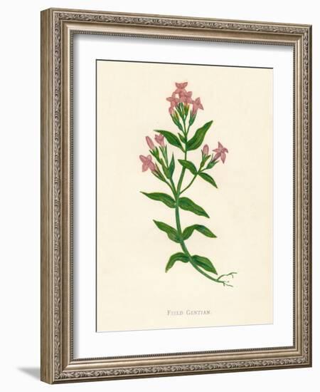 'Field Gentian', c1891, (1891)-Anne Pratt-Framed Giclee Print