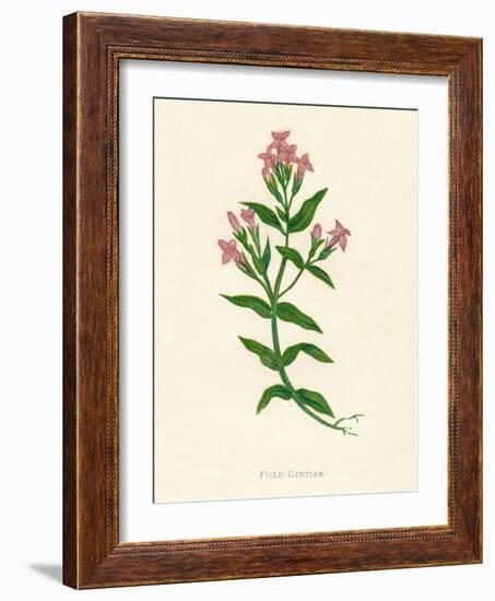 'Field Gentian', c1891, (1891)-Anne Pratt-Framed Giclee Print