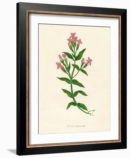 'Field Gentian', c1891, (1891)-Anne Pratt-Framed Giclee Print