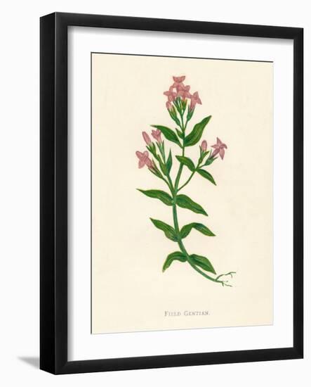 'Field Gentian', c1891, (1891)-Anne Pratt-Framed Giclee Print