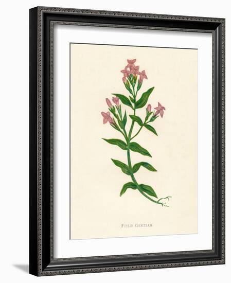 'Field Gentian', c1891, (1891)-Anne Pratt-Framed Giclee Print