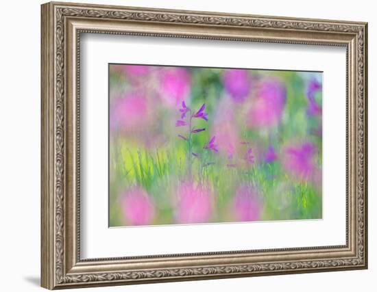 Field gladiolus flowering in meadow, Cyprus-Edwin Giesbers-Framed Photographic Print