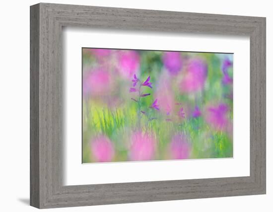 Field gladiolus flowering in meadow, Cyprus-Edwin Giesbers-Framed Photographic Print