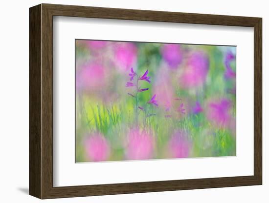 Field gladiolus flowering in meadow, Cyprus-Edwin Giesbers-Framed Photographic Print