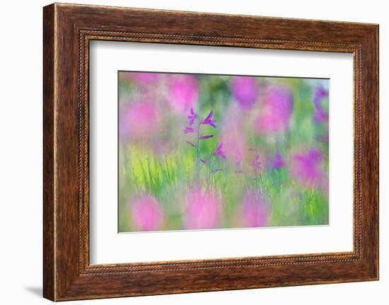 Field gladiolus flowering in meadow, Cyprus-Edwin Giesbers-Framed Photographic Print