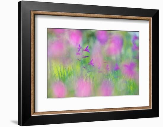 Field gladiolus flowering in meadow, Cyprus-Edwin Giesbers-Framed Photographic Print