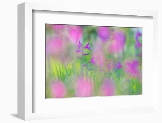 Field gladiolus flowering in meadow, Cyprus-Edwin Giesbers-Framed Photographic Print