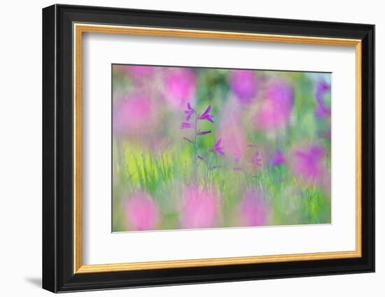 Field gladiolus flowering in meadow, Cyprus-Edwin Giesbers-Framed Photographic Print