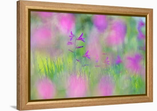 Field gladiolus flowering in meadow, Cyprus-Edwin Giesbers-Framed Premier Image Canvas