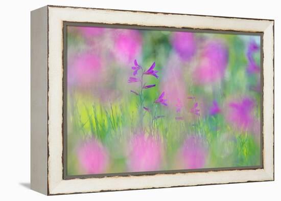 Field gladiolus flowering in meadow, Cyprus-Edwin Giesbers-Framed Premier Image Canvas