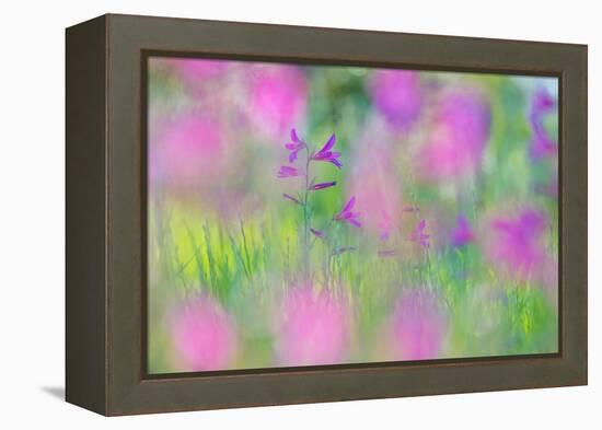 Field gladiolus flowering in meadow, Cyprus-Edwin Giesbers-Framed Premier Image Canvas