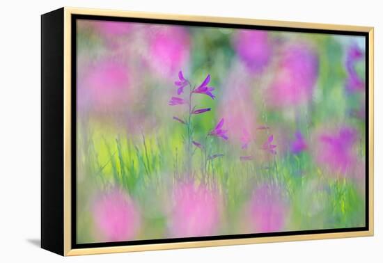 Field gladiolus flowering in meadow, Cyprus-Edwin Giesbers-Framed Premier Image Canvas