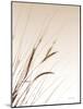 Field Grasses I Sepia-Debra Van Swearingen-Mounted Photographic Print