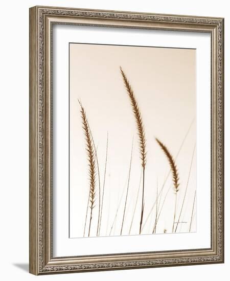 Field Grasses IV Sepia-Debra Van Swearingen-Framed Photographic Print