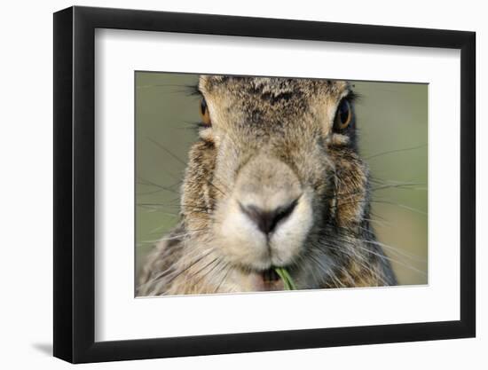 Field Hare, Lepus Europaeus, Portrait, Cut, Mammal, Animal, Hare, Face, Fur, Eat-Ronald Wittek-Framed Photographic Print