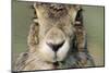 Field Hare, Lepus Europaeus, Portrait, Cut, Mammal, Animal, Hare, Face, Fur, Eat-Ronald Wittek-Mounted Photographic Print