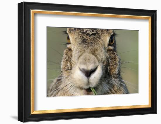 Field Hare, Lepus Europaeus, Portrait, Cut, Mammal, Animal, Hare, Face, Fur, Eat-Ronald Wittek-Framed Photographic Print