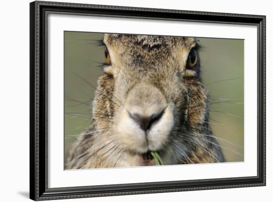 Field Hare, Lepus Europaeus, Portrait, Cut, Mammal, Animal, Hare, Face, Fur, Eat-Ronald Wittek-Framed Photographic Print