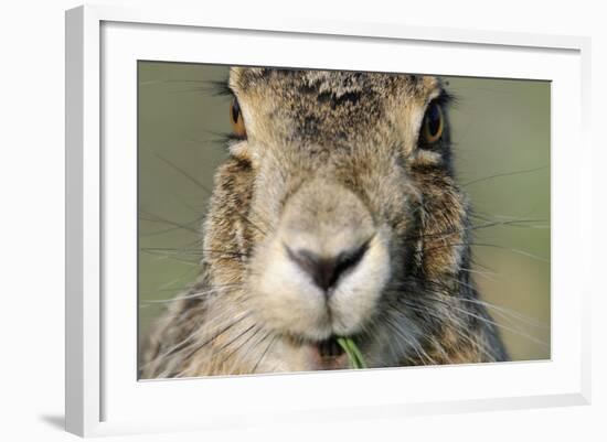 Field Hare, Lepus Europaeus, Portrait, Cut, Mammal, Animal, Hare, Face, Fur, Eat-Ronald Wittek-Framed Photographic Print