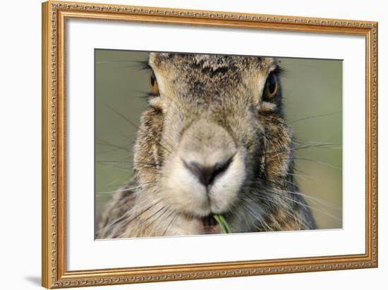 Field Hare, Lepus Europaeus, Portrait, Cut, Mammal, Animal, Hare, Face, Fur, Eat-Ronald Wittek-Framed Photographic Print