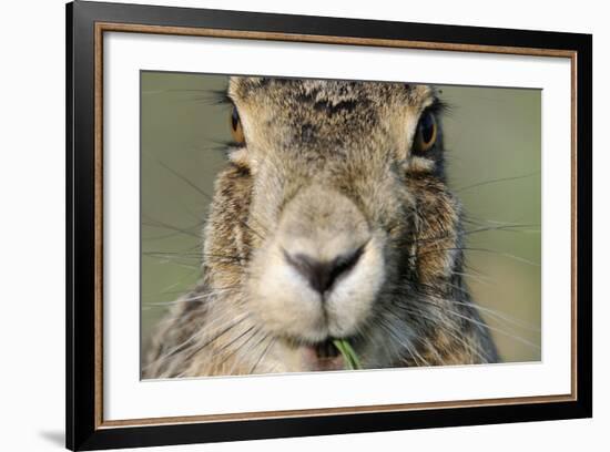 Field Hare, Lepus Europaeus, Portrait, Cut, Mammal, Animal, Hare, Face, Fur, Eat-Ronald Wittek-Framed Photographic Print