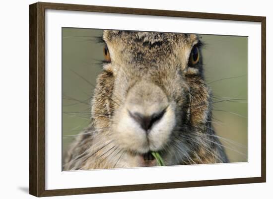 Field Hare, Lepus Europaeus, Portrait, Cut, Mammal, Animal, Hare, Face, Fur, Eat-Ronald Wittek-Framed Photographic Print