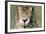 Field Hare, Lepus Europaeus, Portrait, Cut, Mammal, Animal, Hare, Face, Fur, Eat-Ronald Wittek-Framed Photographic Print