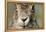 Field Hare, Lepus Europaeus, Portrait, Cut, Mammal, Animal, Hare, Face, Fur, Eat-Ronald Wittek-Framed Premier Image Canvas