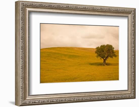 Field in Lower Tuscany-Caroyl La Barge-Framed Photographic Print