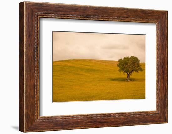 Field in Lower Tuscany-Caroyl La Barge-Framed Photographic Print