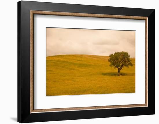 Field in Lower Tuscany-Caroyl La Barge-Framed Photographic Print