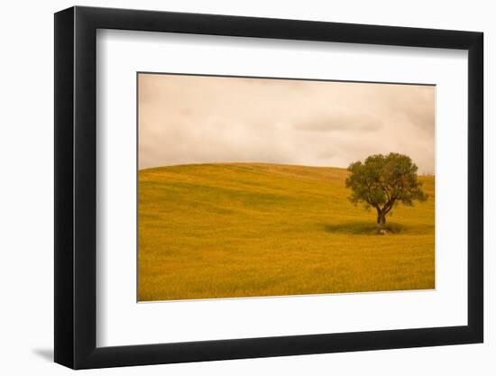 Field in Lower Tuscany-Caroyl La Barge-Framed Photographic Print