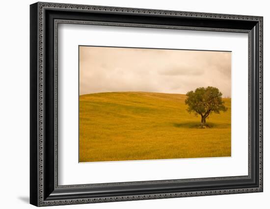 Field in Lower Tuscany-Caroyl La Barge-Framed Photographic Print