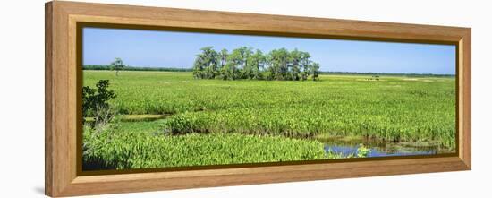 Field, Jean Lafitte National Park, New Orleans, Louisiana, USA-Panoramic Images-Framed Premier Image Canvas