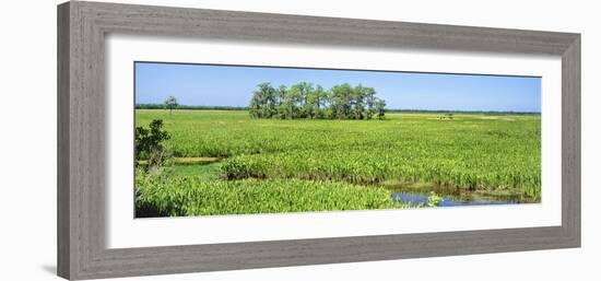 Field, Jean Lafitte National Park, New Orleans, Louisiana, USA-Panoramic Images-Framed Photographic Print