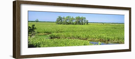 Field, Jean Lafitte National Park, New Orleans, Louisiana, USA-Panoramic Images-Framed Photographic Print