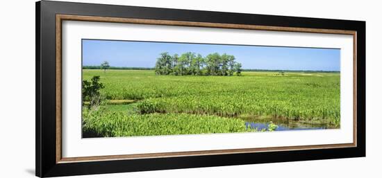 Field, Jean Lafitte National Park, New Orleans, Louisiana, USA-Panoramic Images-Framed Photographic Print