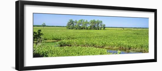 Field, Jean Lafitte National Park, New Orleans, Louisiana, USA-Panoramic Images-Framed Photographic Print