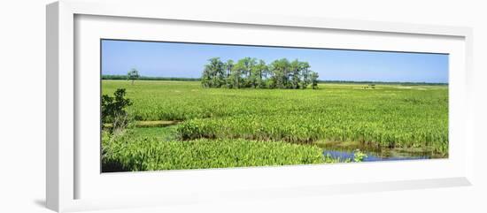 Field, Jean Lafitte National Park, New Orleans, Louisiana, USA-Panoramic Images-Framed Photographic Print