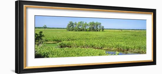 Field, Jean Lafitte National Park, New Orleans, Louisiana, USA-Panoramic Images-Framed Photographic Print