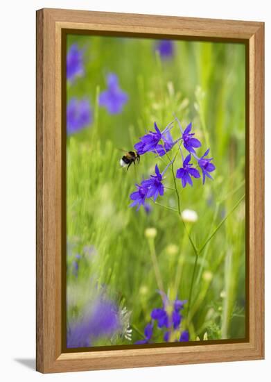 Field Larkspur (Consolida Regalis - Delphinium Consolida) with Bumble Bee Flying by, Slovakia-Wothe-Framed Premier Image Canvas