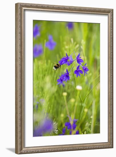 Field Larkspur (Consolida Regalis - Delphinium Consolida) with Bumble Bee Flying by, Slovakia-Wothe-Framed Photographic Print