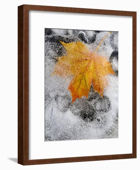 Field Maple Leaf Frozen in Ice, Cornwall, Uk. October-Ross Hoddinott-Framed Photographic Print