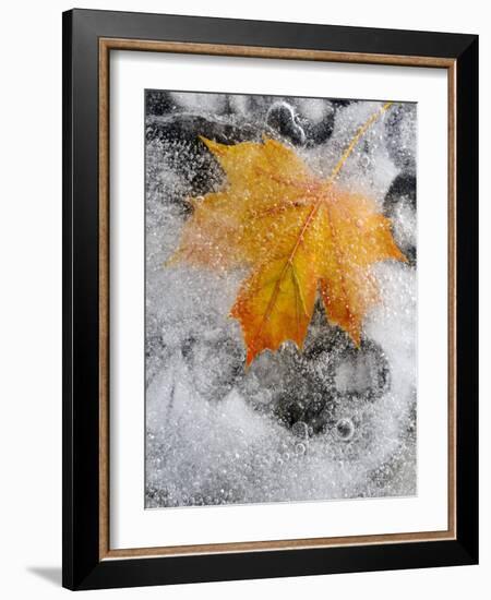 Field Maple Leaf Frozen in Ice, Cornwall, Uk. October-Ross Hoddinott-Framed Photographic Print