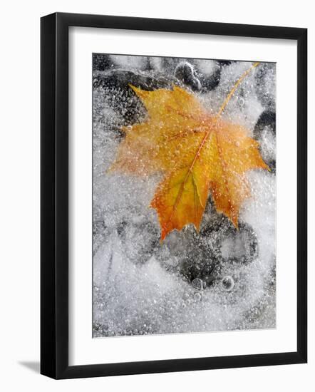 Field Maple Leaf Frozen in Ice, Cornwall, Uk. October-Ross Hoddinott-Framed Photographic Print