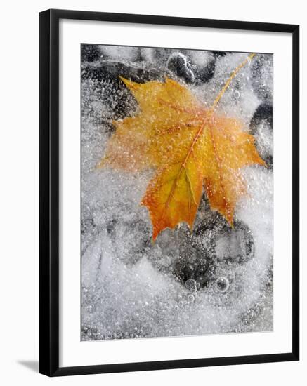 Field Maple Leaf Frozen in Ice, Cornwall, Uk. October-Ross Hoddinott-Framed Photographic Print