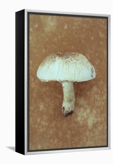 Field Mushroom-Den Reader-Framed Premier Image Canvas