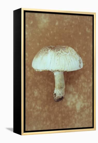 Field Mushroom-Den Reader-Framed Premier Image Canvas