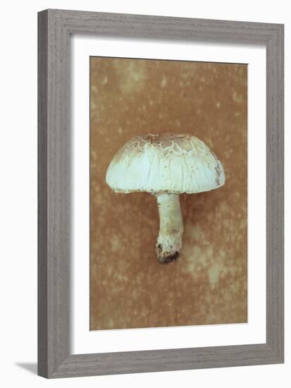 Field Mushroom-Den Reader-Framed Photographic Print